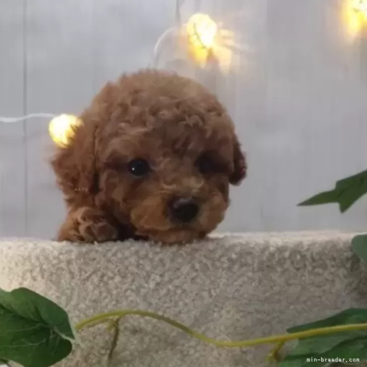ID：2402-05792の子犬