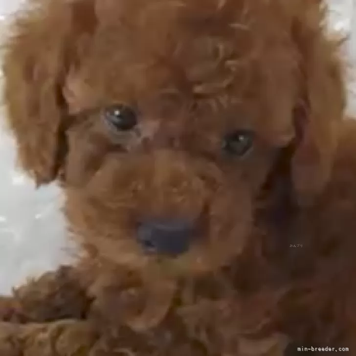 ID:2409-05110の子犬