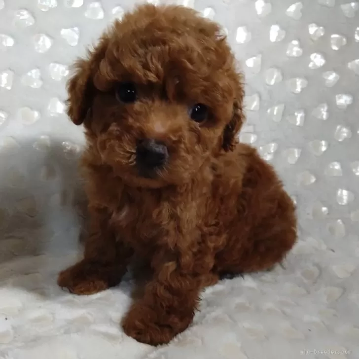 ID:2408-08156の子犬