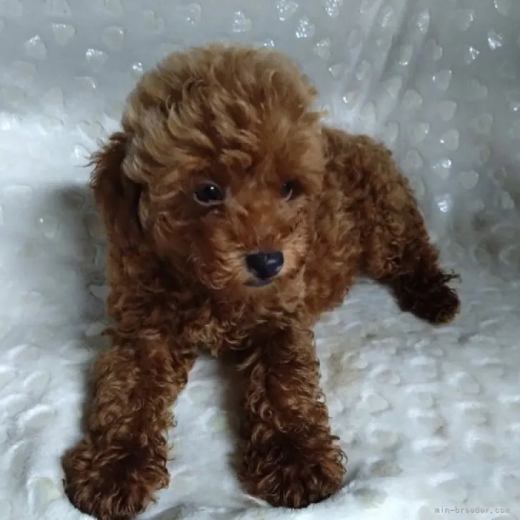 ID:2308-06779の子犬