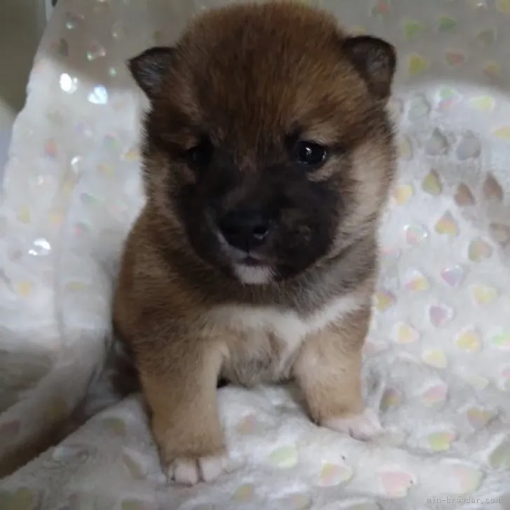 ID:2305-04468の子犬