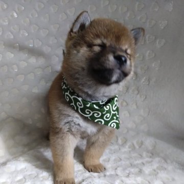 柴犬(豆柴)【三重県・男の子・2023年12月9日・赤】の写真「可愛いです！✨」