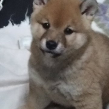 柴犬(豆柴)【三重県・男の子・2023年12月14日・赤】の写真「可愛いです✨」