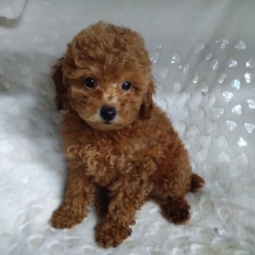 トイプードル(タイニー)【三重県・男の子・2023年8月6日・レッド】の写真「実物すごく性格も可愛いです。」