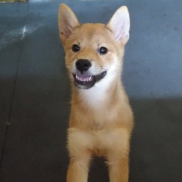 柴犬(豆柴)【三重県・女の子・2024年4月20日・赤】の写真「可愛いです✨」