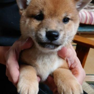 柴犬(標準サイズ)【三重県・女の子・2022年9月14日・赤】の写真「可愛いくて元気です。」