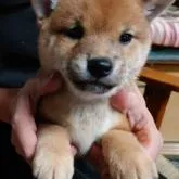 柴犬(標準サイズ)【三重県・女の子・2022年9月14日・赤】の写真1