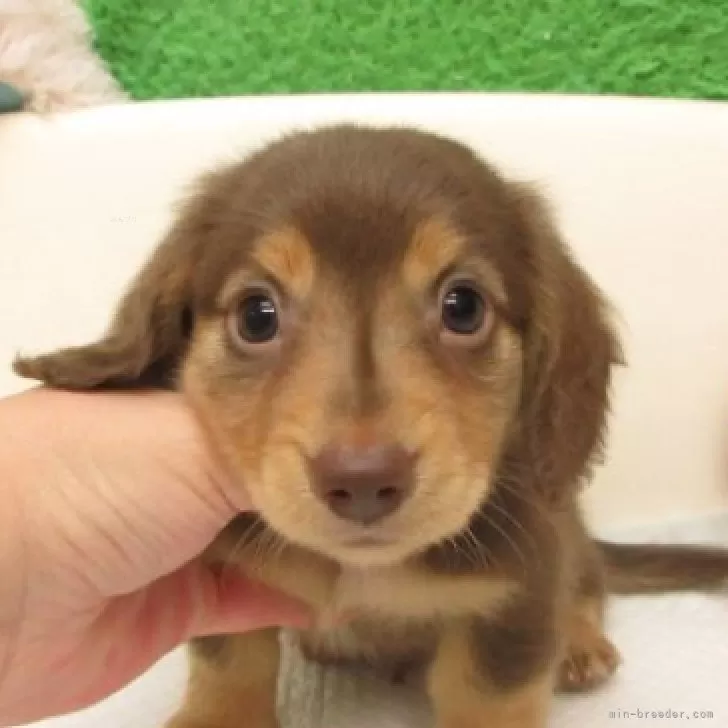 ID：2510-07993の子犬