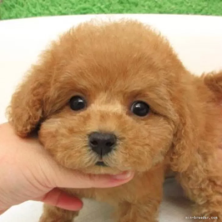 ID：2509-07476の子犬