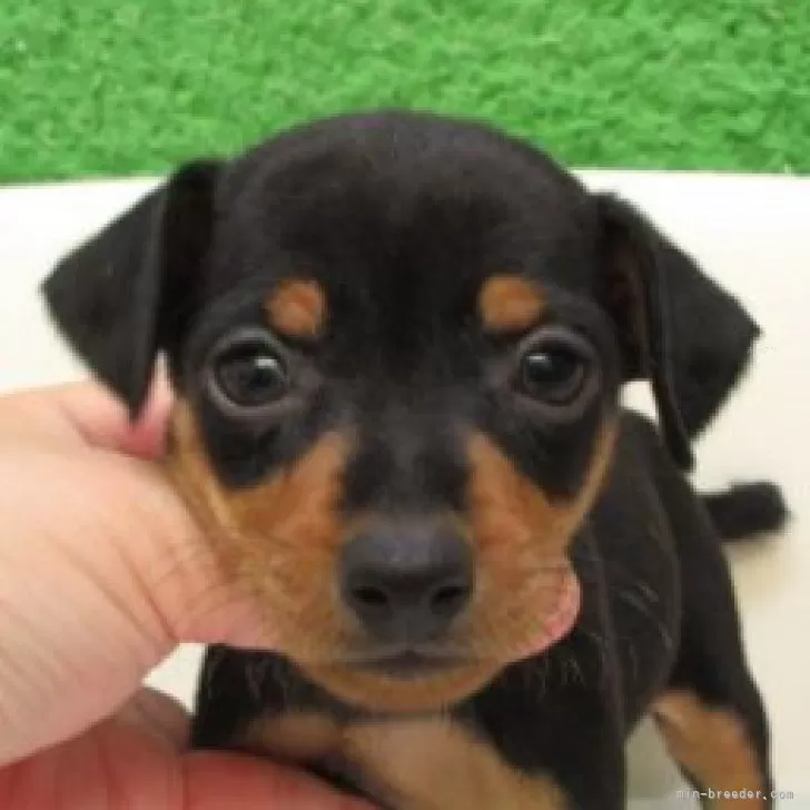 ミニチュアピンシャー【大阪府・女の子・2025年10月6日・ブラック&amp;タン】の写真1