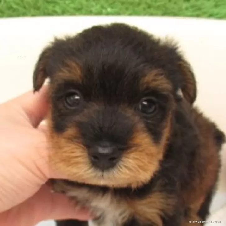 A.S 様のお迎えした子犬