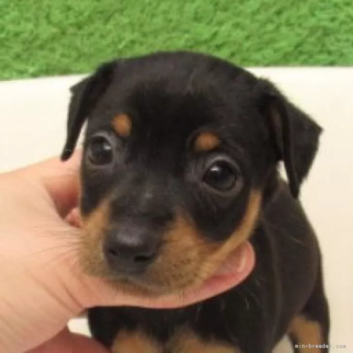 ID:2503-06402の子犬