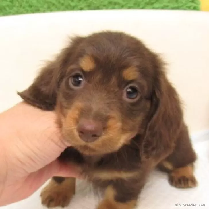 ID：2507-09254の子犬