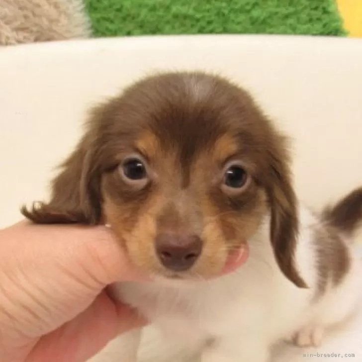 ID：2506-02352の子犬