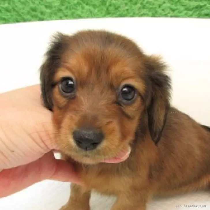 Y.T 様のお迎えした子犬