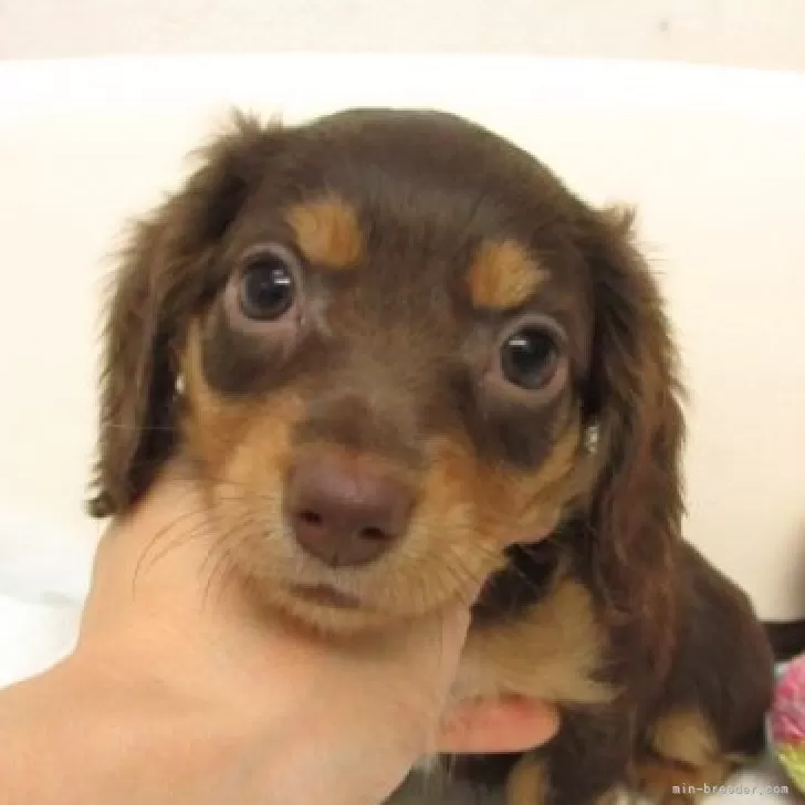 ID：2510-08306の子犬