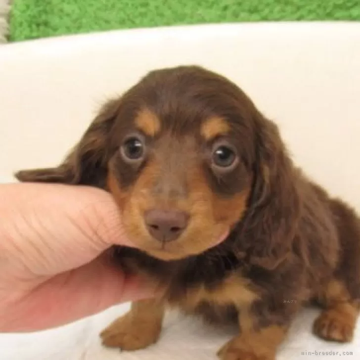 ID:2506-06399の子犬