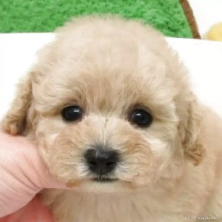 ID：2604-07310の子犬