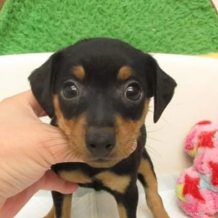 ID:2509-06974の子犬