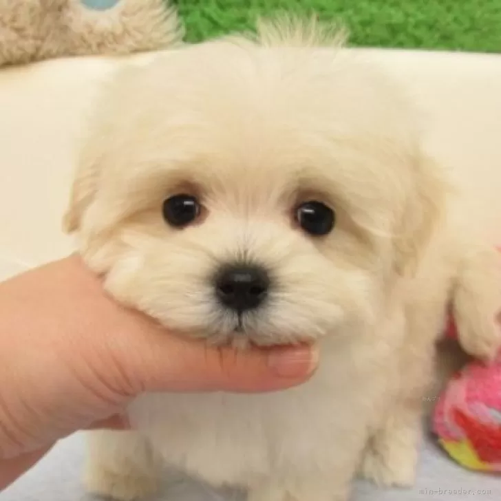 basil 様のお迎えした子犬