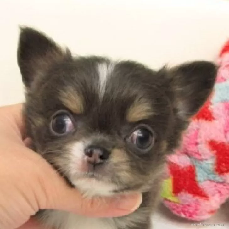 ID：2510-01604の子犬