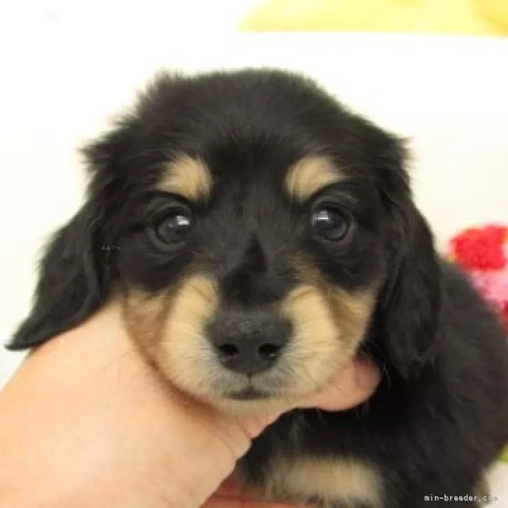 ID:2508-03109の子犬