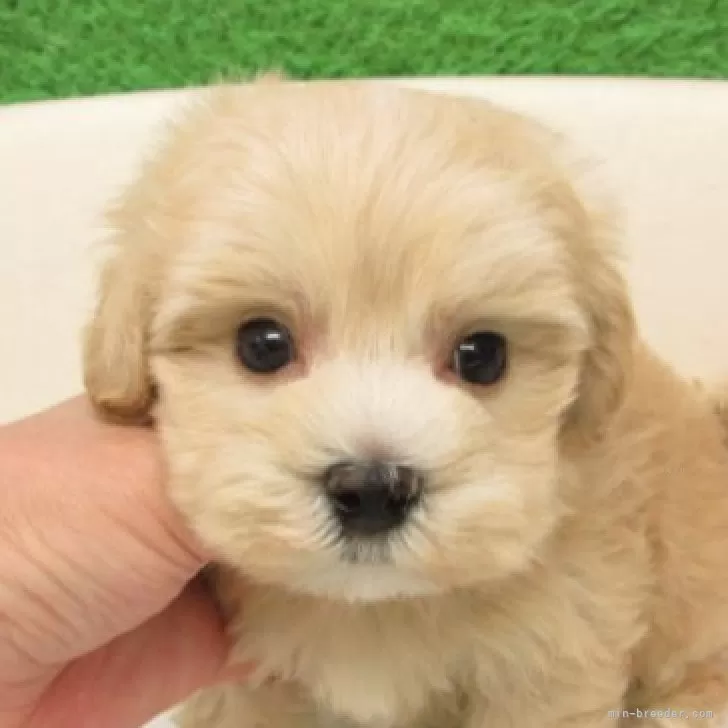 ID:2508-02903の子犬