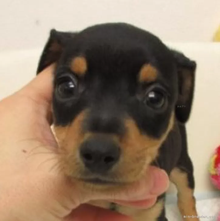 ID：2508-07093の子犬