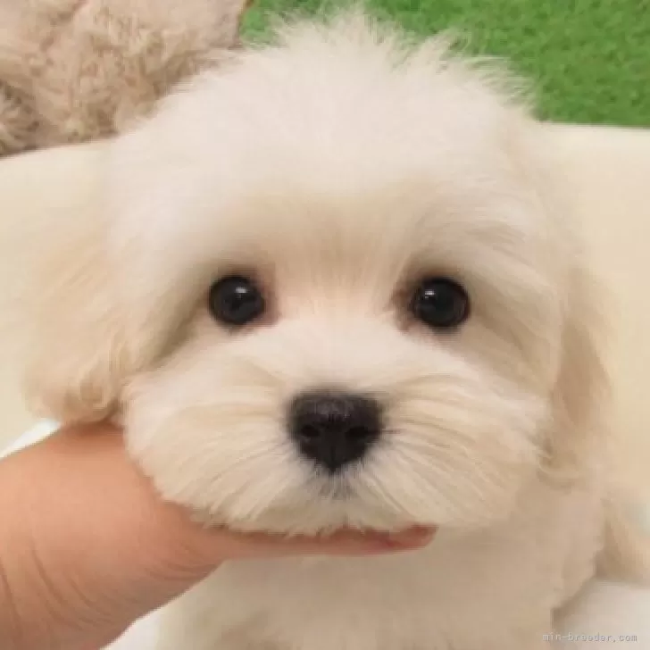 ID:2505-02624の子犬