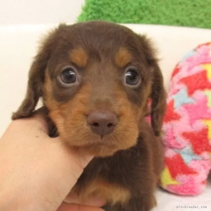 ID：2505-05767の子犬