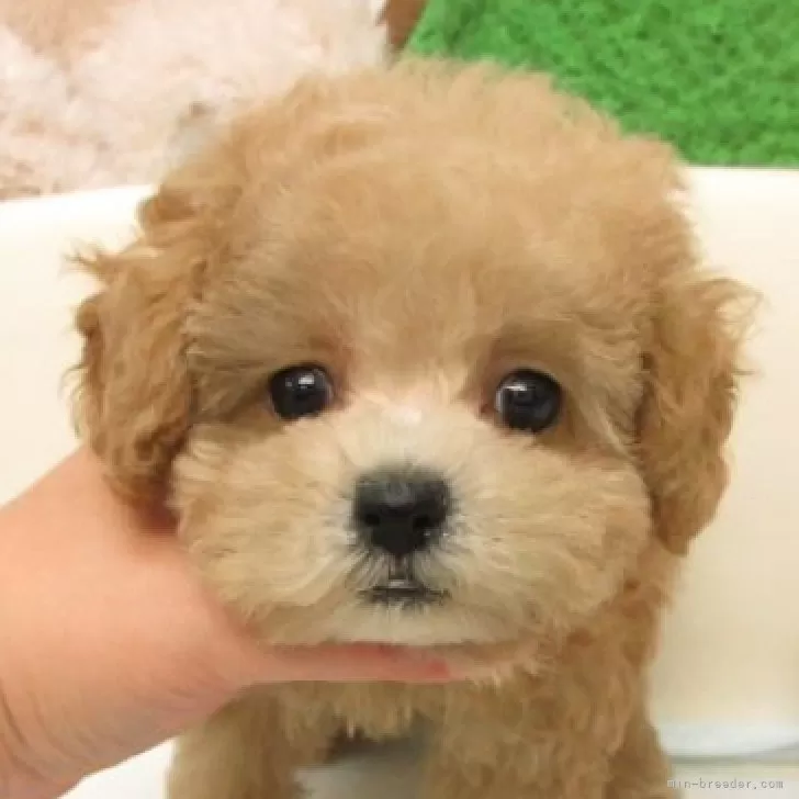 タイニープードル【大阪府・女の子・2025年8月27日・オレンジフォーン(アプリコット)】の写真1