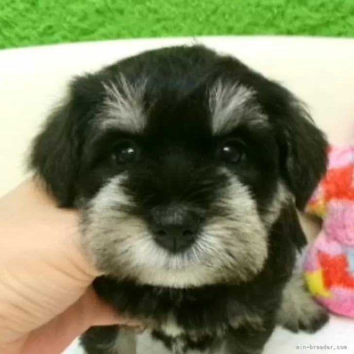 ID：2507-02976の子犬