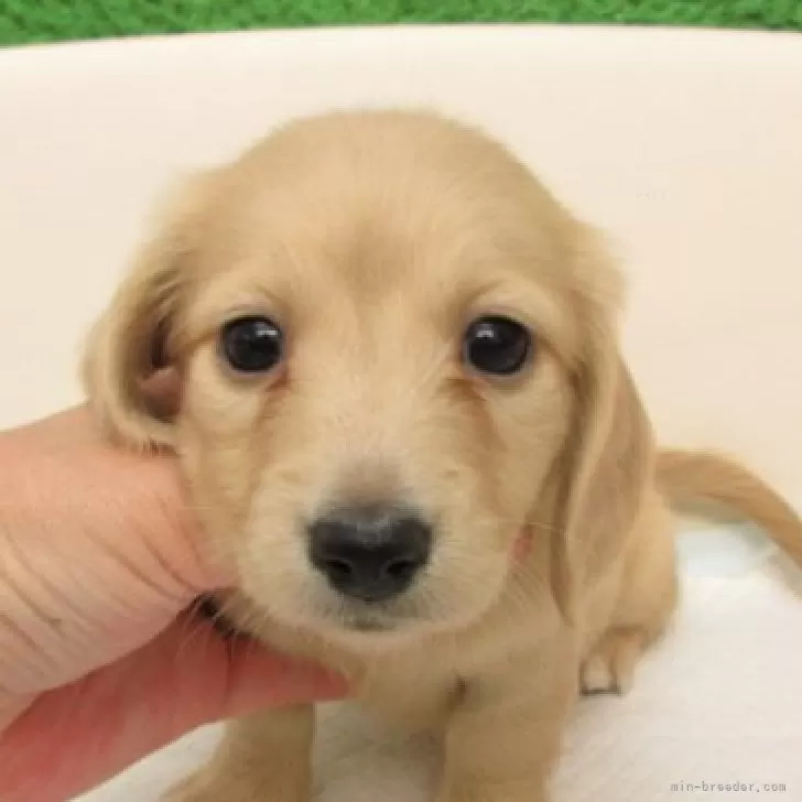 ID：2509-03788の子犬