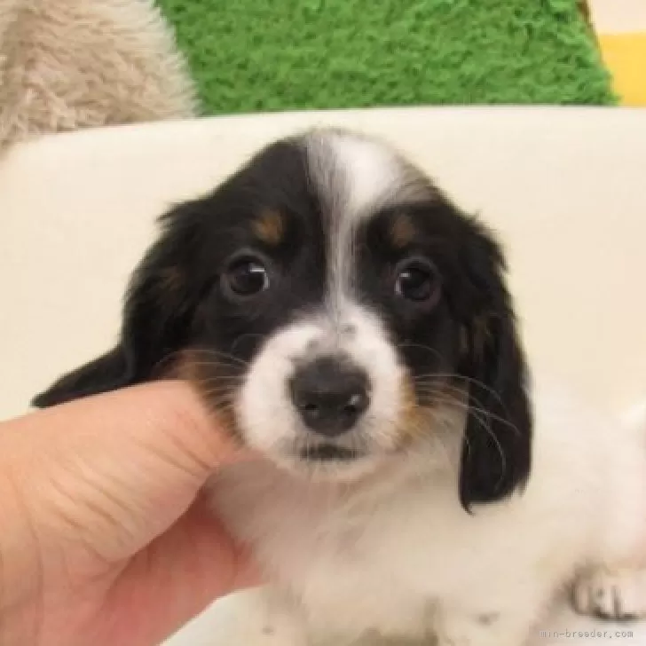 ID:2506-02345の子犬