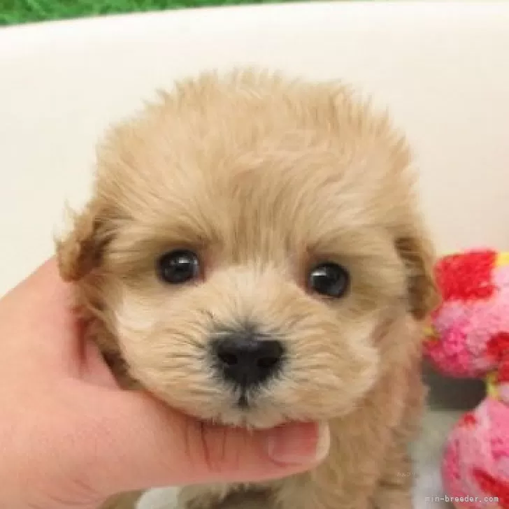 ID：2512-00985の子犬