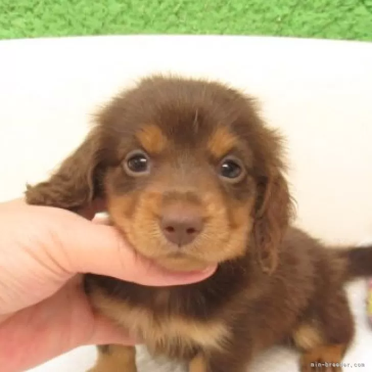 ID：2507-06195の子犬