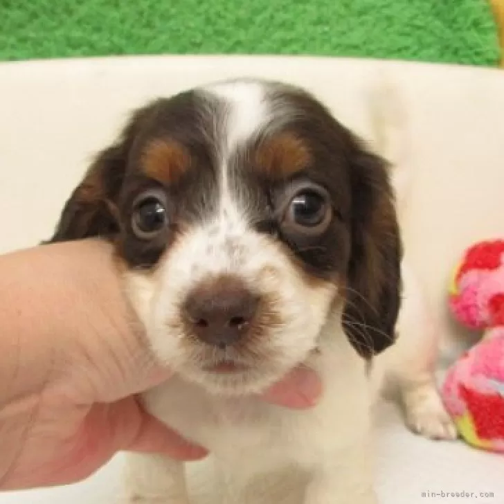 K.K 様のお迎えした子犬