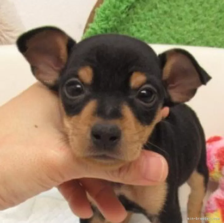 ID:2505-04710の子犬