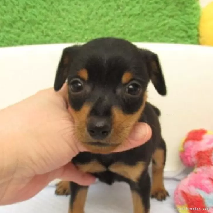 ID：2502-04220の子犬