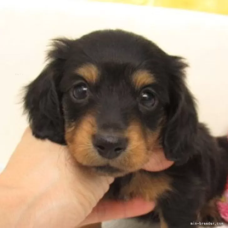 Y.T 様のお迎えした子犬
