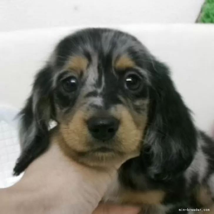 ID:2507-08330の子犬