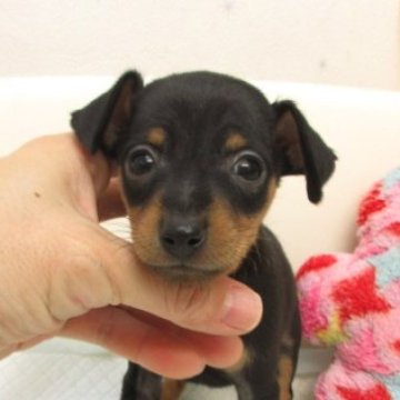 ミニチュアピンシャー【大阪府・男の子・2025年9月17日・ブラック&タン】の写真「変性性脊髄症（DM)発症なし。」