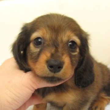 ミニチュアダックスフンド(ロング)【大阪府・女の子・2024年10月22日・シェーデッドレッド】の写真「ＰＲＡ発症しません。両親犬ともＰＲＡクリアーです」