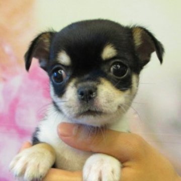 チワワ(スムース)【大阪府・女の子・2025年9月2日・ブラック、タン&ホワイト】の写真「★PRA発症しません。」