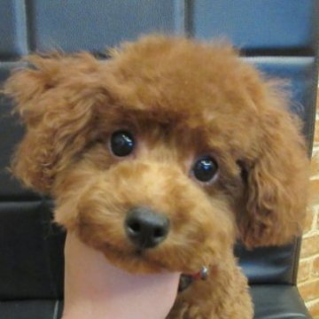 トイプードル(タイニー)【大阪府・男の子・2025年6月17日・レッドフォーン】の写真「ＰＲＡ,DM発症なし」