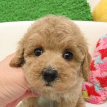 タイニープードル【大阪府・女の子・2025年11月1日・ペールフォーン(シャンパン)】の写真「ＰＲＡ,DM発症なし。」