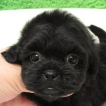 シープー(トイプードル×シーズー)【大阪府・女の子・2025年9月25日・ブラック】の写真「とても可愛い子です。両親とも毛が抜けない犬種です」