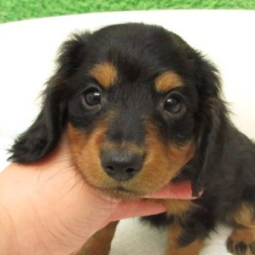 ミニチュアダックスフンド(ロング)【大阪府・男の子・2025年9月9日・ブラック&タン】の写真「PRA発症しません。」