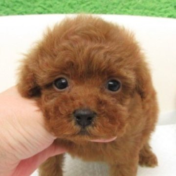 トイプードル(タイニー)【大阪府・男の子・2025年10月5日・レッドフォーン(レッド)】の写真「ＰＲＡ,DM発症なし。」