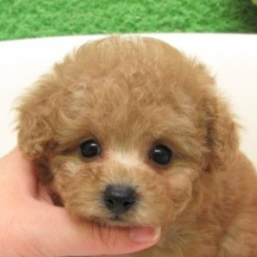 ティーカッププードル【大阪府・男の子・2025年9月18日・オレンジフォーン(アプリコット)】の写真「ＰＲＡ,DM発症なし。ティー～タイニー小ぶり予想。」